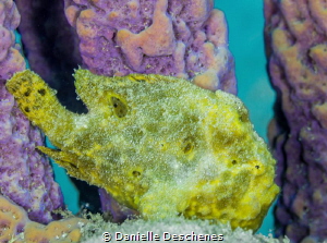 frog fish by Danielle Deschenes 
